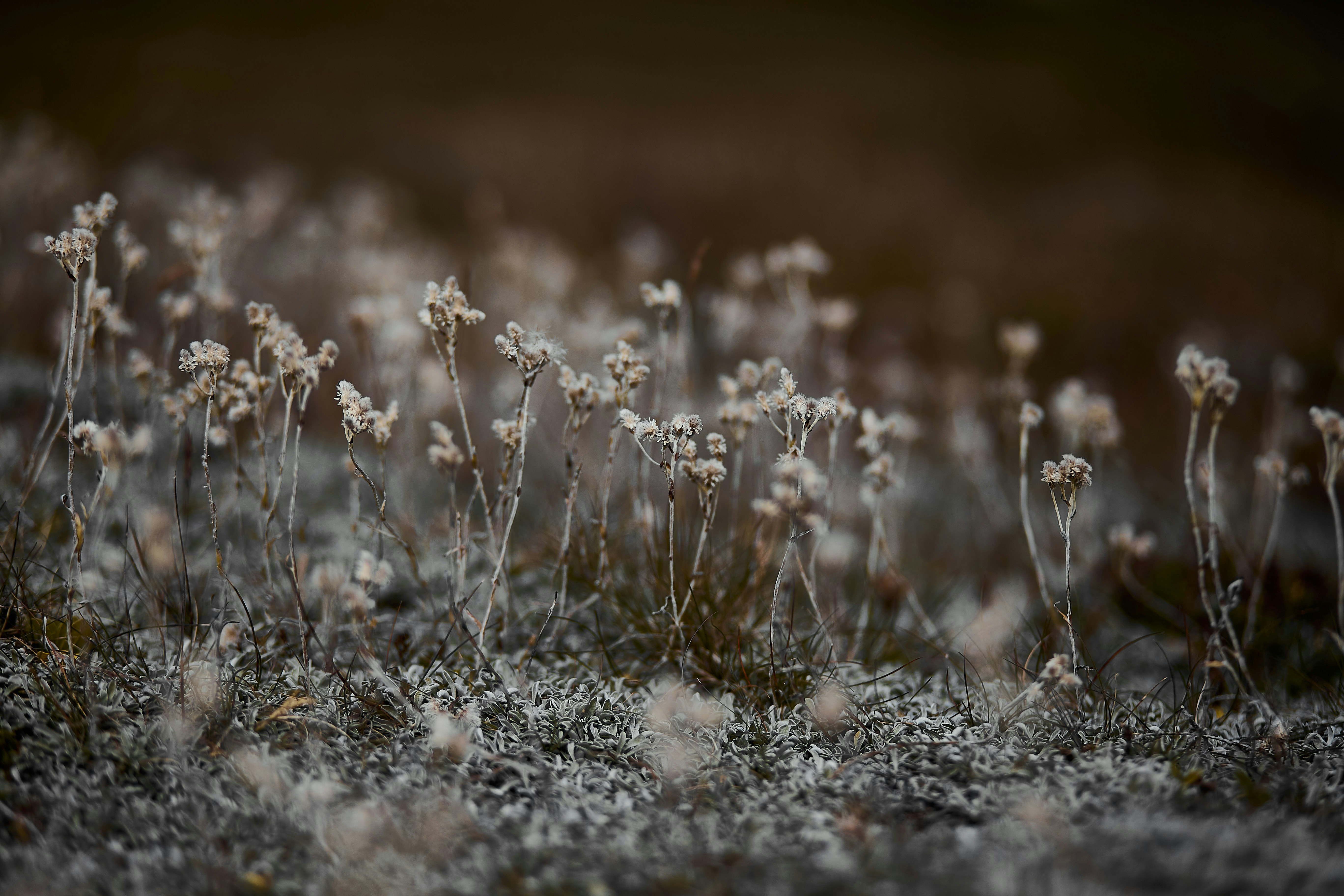 white flowers on gray soil